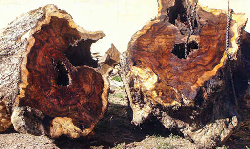 billes de noyer
